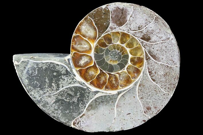 Bargain, Thick Ammonite (Anapuzosia) Fossil Half #88048